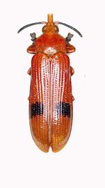   Gyllenhaleus  habitus. 